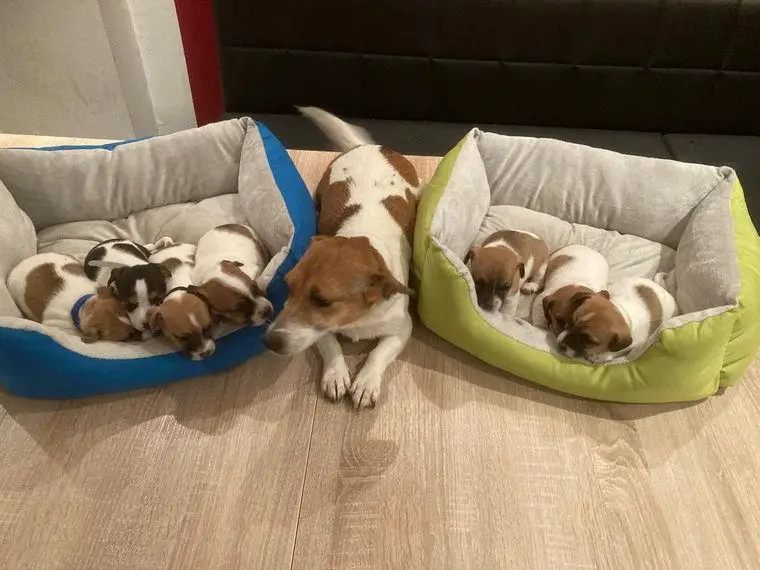 Jack Russel Welpen, Tricolore (Elly)