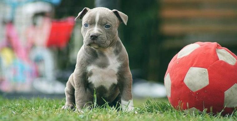American Bully Welpen XL