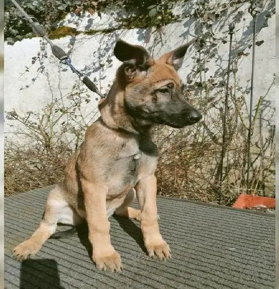 Malinois Welpen