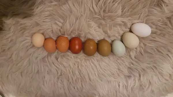 reinrassige Bruteier