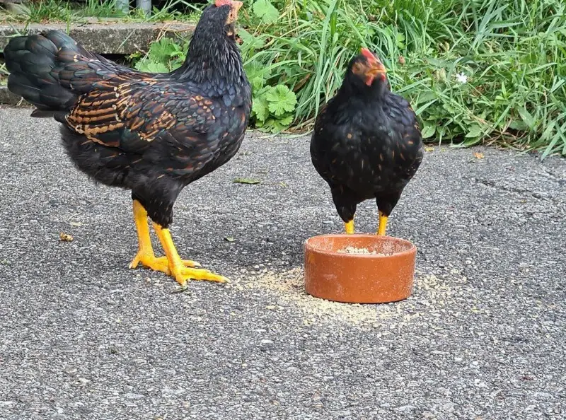 4 Zwerg Barnevelder Hähne GRATIS abzugeben