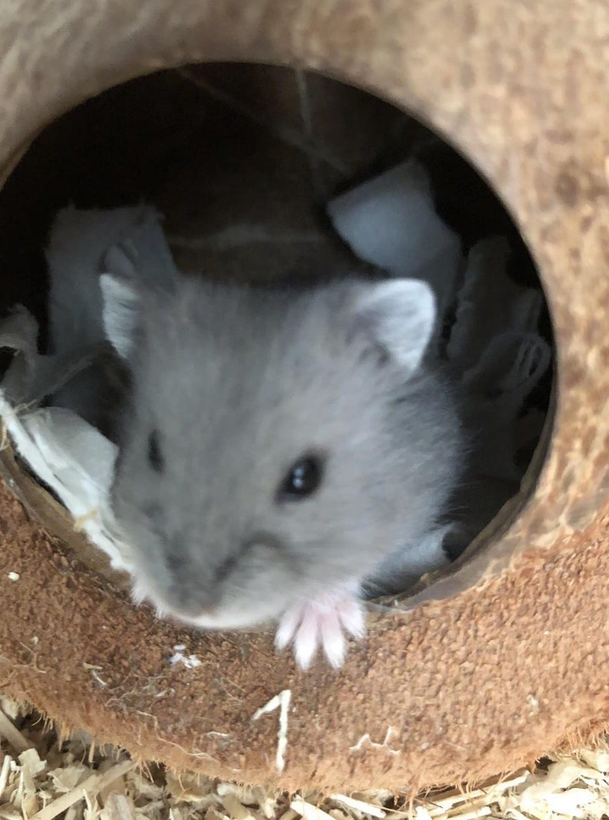 Campbell Zwerghamster zu verkaufen