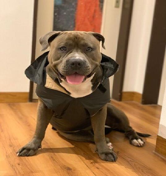 Traumhündin sucht Herzensmenschen American Bully XL liebevoll abzugeben