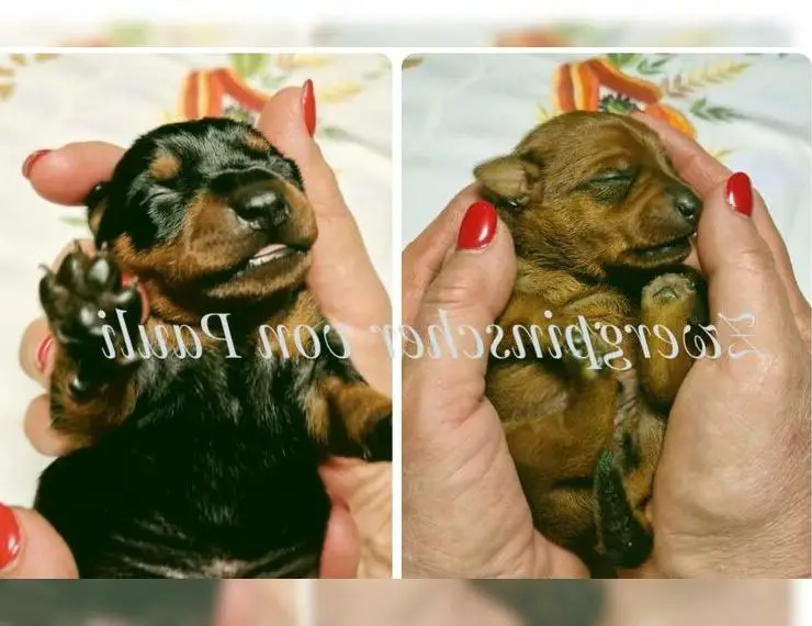 Zwergpinscher Welpen vom Züchter