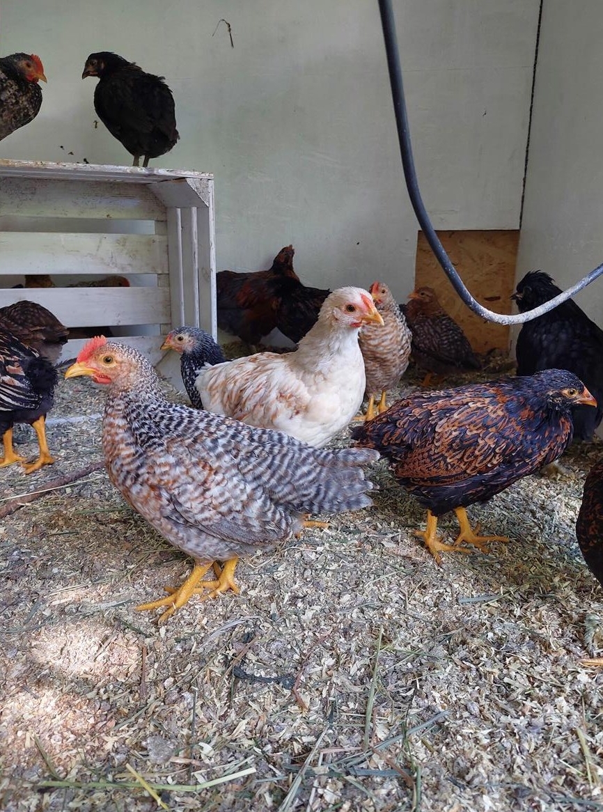 Junge Hühner Mixe abzugeben