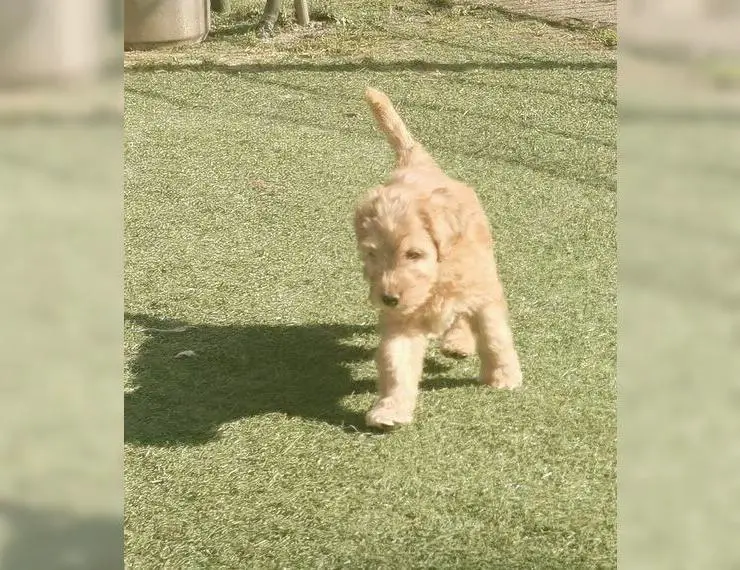 Tollerdoodle, Doodle medium