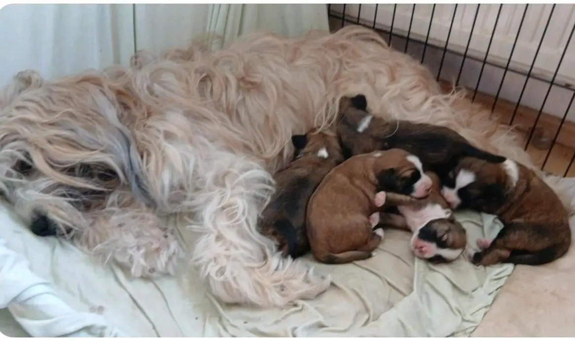 Tibet Terrier Welpen in zobel