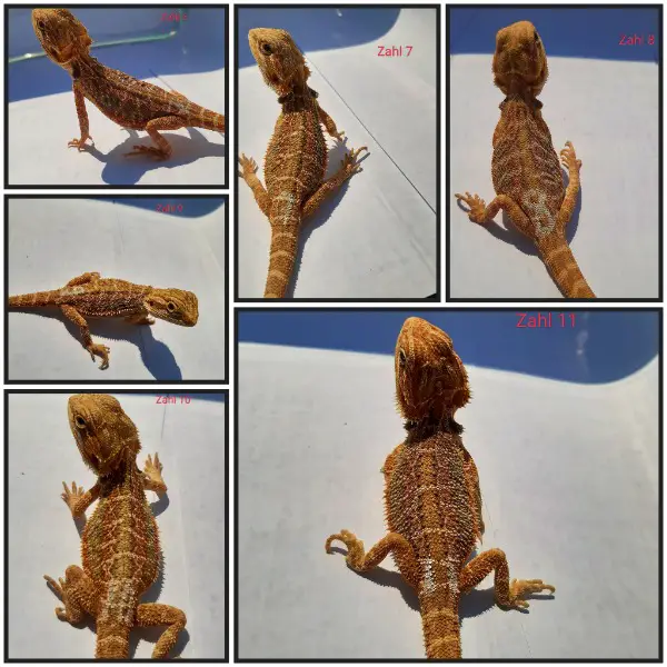 Farbbartagamen Weibchen