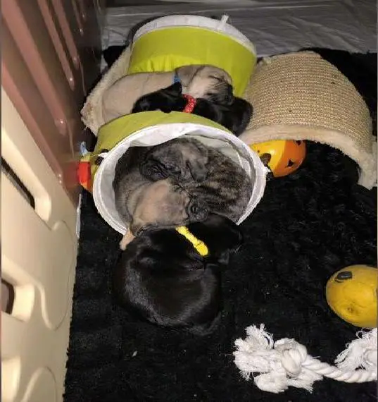 Nur noch 1 Retromops sucht bald neues Zuhause