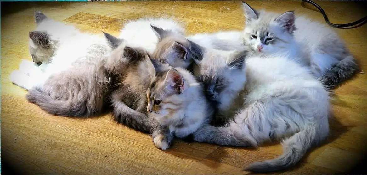 Reinrassige Neva Masquarade Kitten zu verkaufen