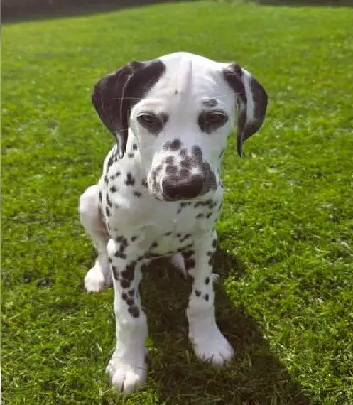 Familien Dalmatiner Welpen mit Ahnentafel