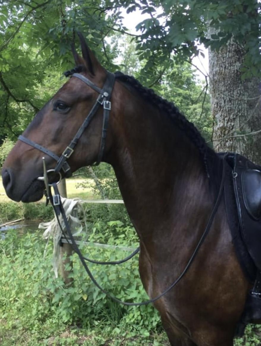 Lusitano Wallach, 13 Jahre, 154cm