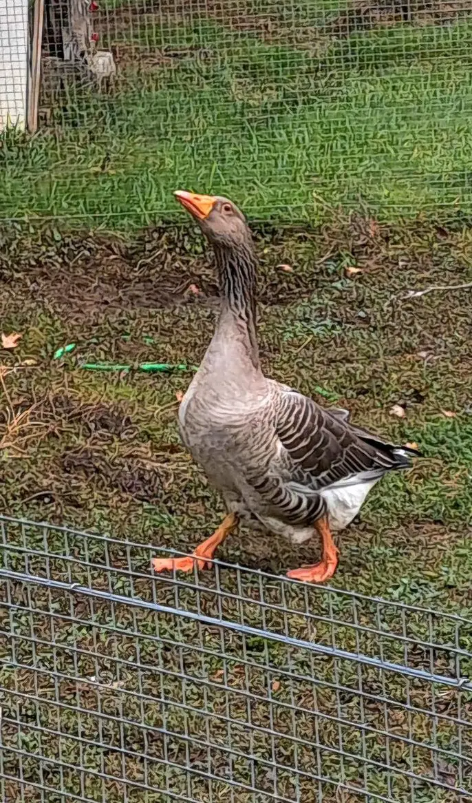 Weidegans Ganter gratis abzugeben