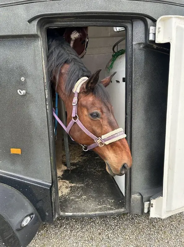 Biete Reitbeteiligung auf CH Warmblut Wallach, Brügglen SO