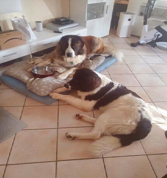 Bärenhund/Landseer Welpen