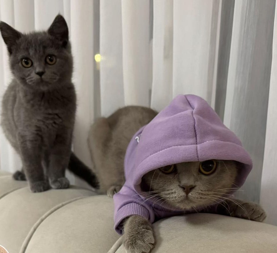 Scottish Fold mix Britisch Kurzhaar Katzen