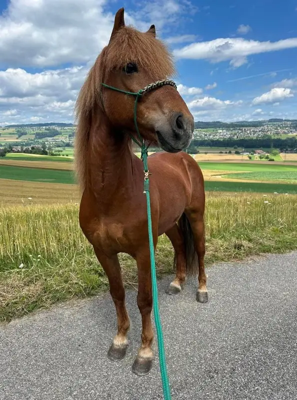 11-jähriger Isländer Wallach, Dauertölter