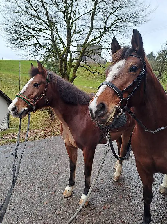 Reitbeteiligung/Reitbegleitung