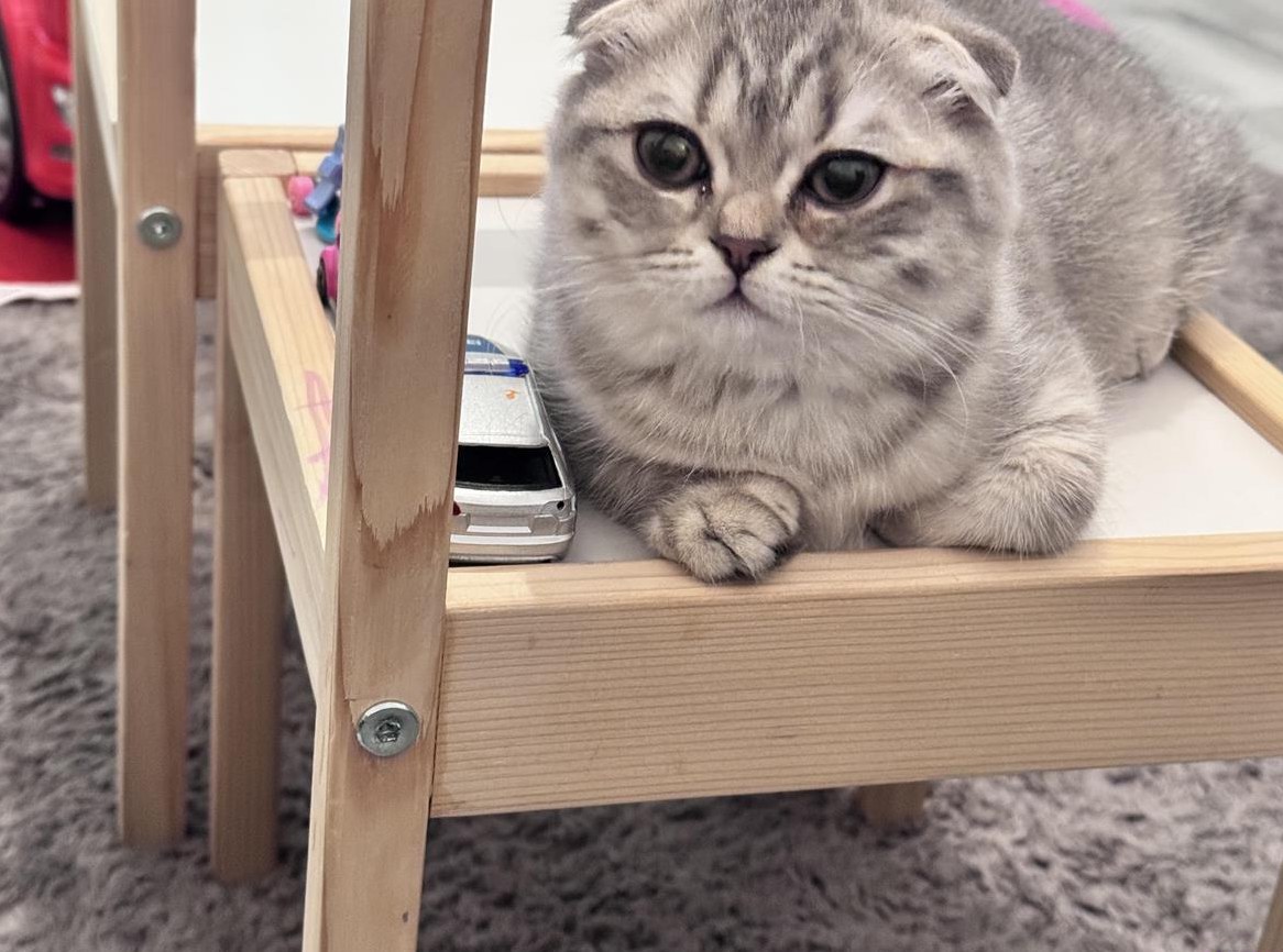 Baby Katze weiblich, Scottish Fold x Britisch Kurzhaar
