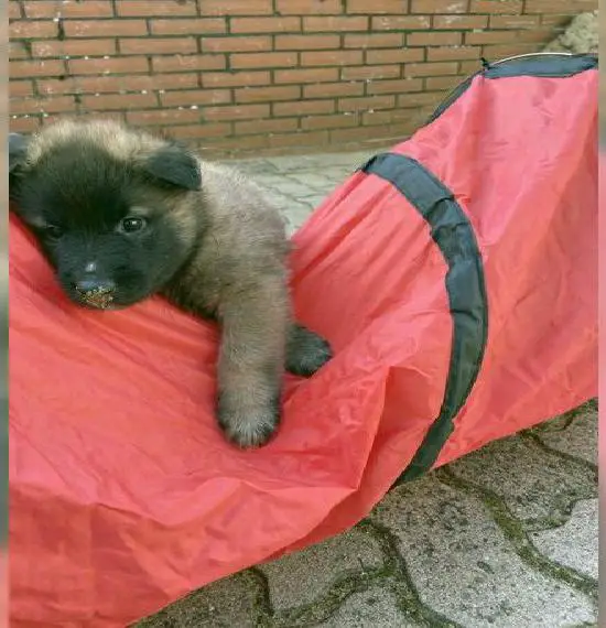 Tervueren Welpen, Belgischer Schäferhund VDH/FCI Papiere