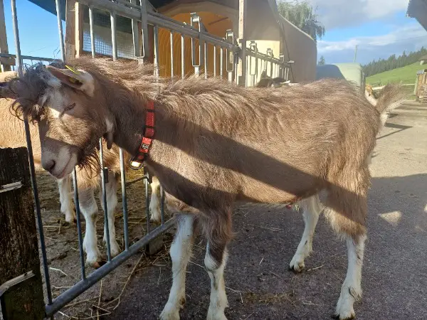 Toggenburger-Gitzibock
