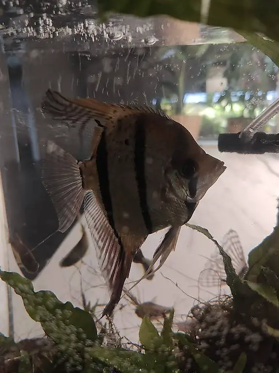 Vier Skalare suchen dringend einen Platz