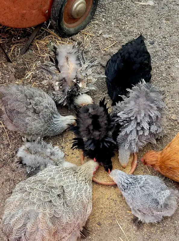 Junge Zwerg Cochin Hühner aus Naturbrut