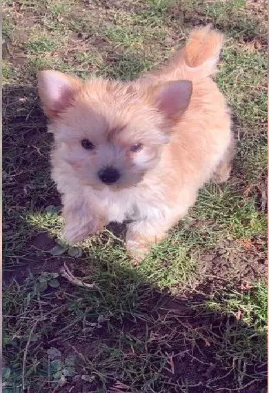 Reinrassiger Golddust Yorkshire Terrierwelpe (Hündin) Farbe: gold-weiss