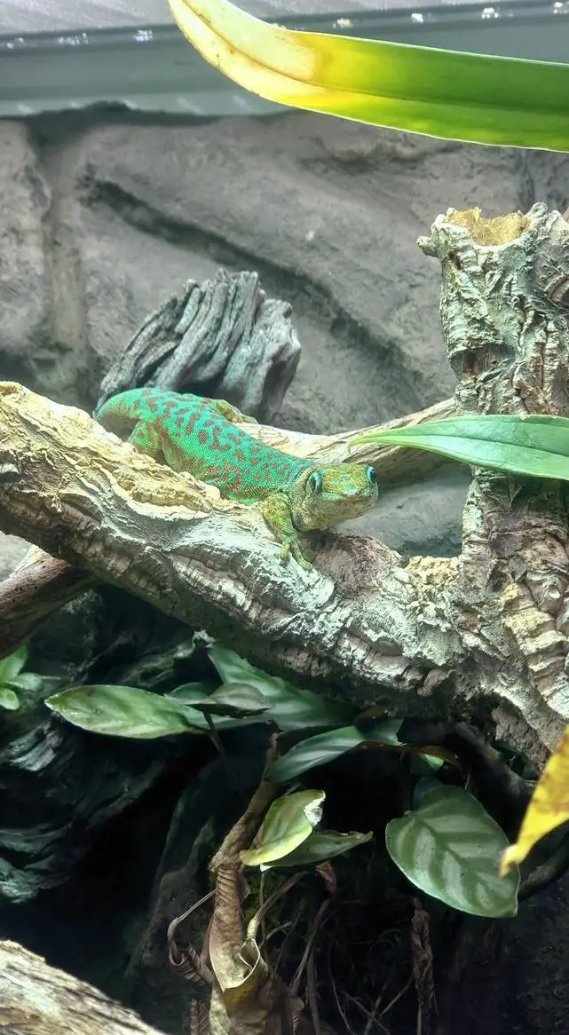 Phelsuma borbonica 2.0 (male) , Grüner Berggecko