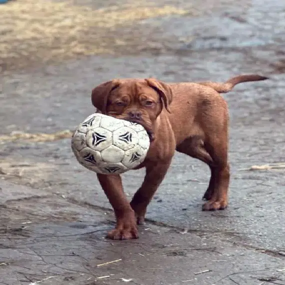 Bordeauxdoggen Rüde