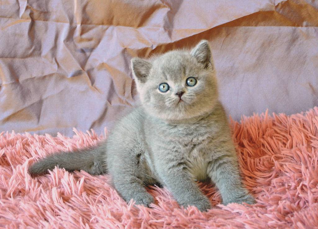 british kurzhaar mit champion-linien