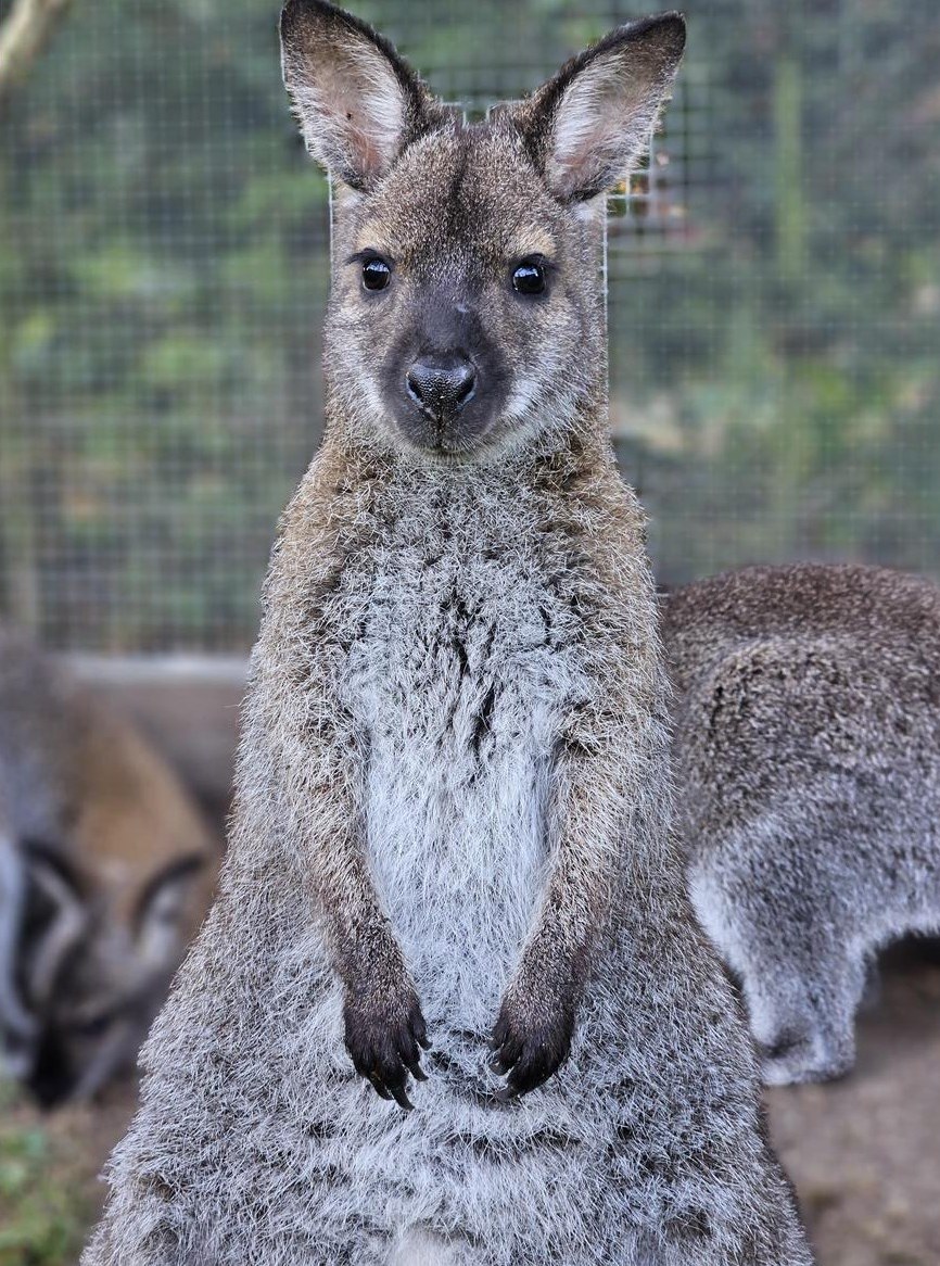 Praktikum als Tierpfleger 100% in Tierwaisenhaus
