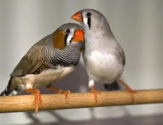 Junge Zebrafinken zu verkaufen