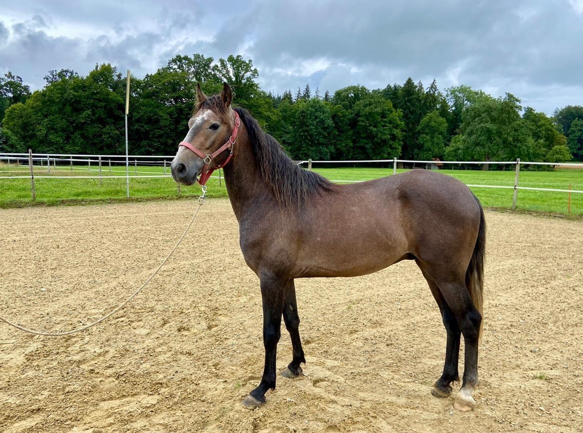 Lusitano Wallach, 3,5-jährig zu verkaufen