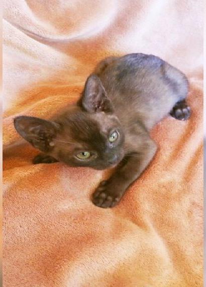 Burma Kitten