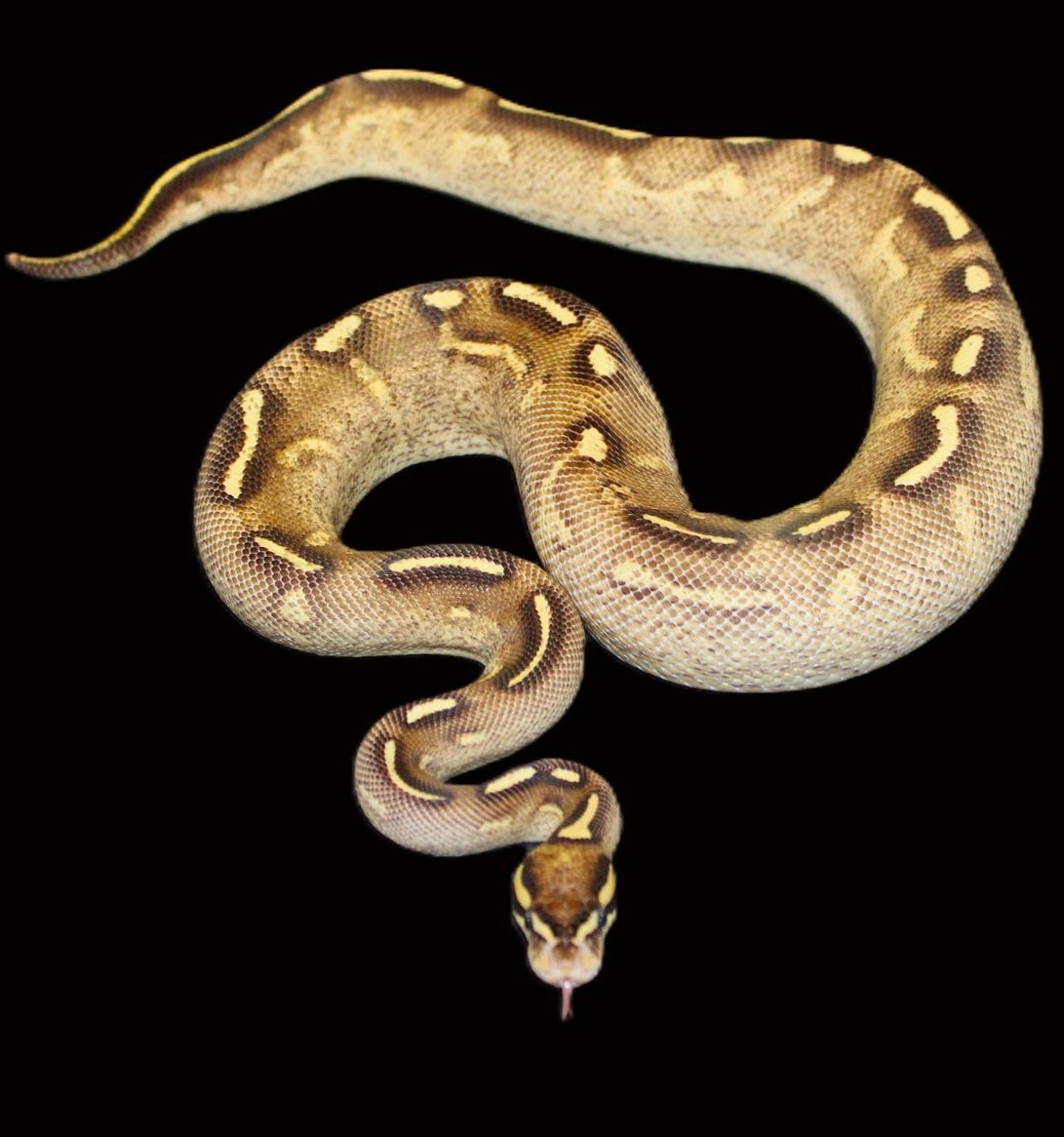 Königspython 0.1 Super Gravel, Dark Line / 790Gr.