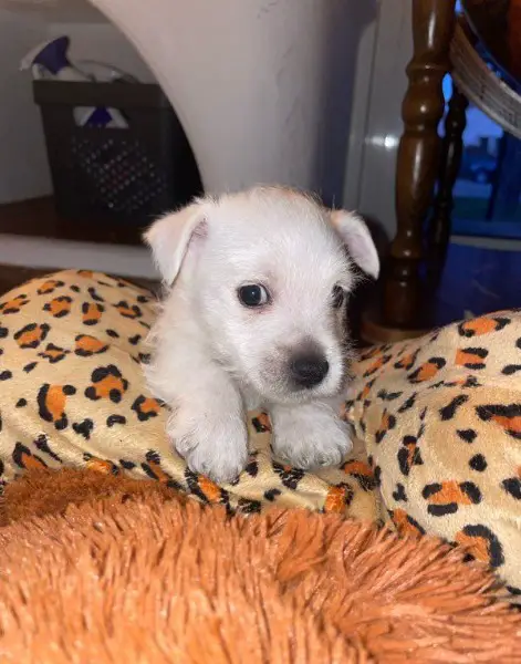 Wunderschöne Westie-Welpen