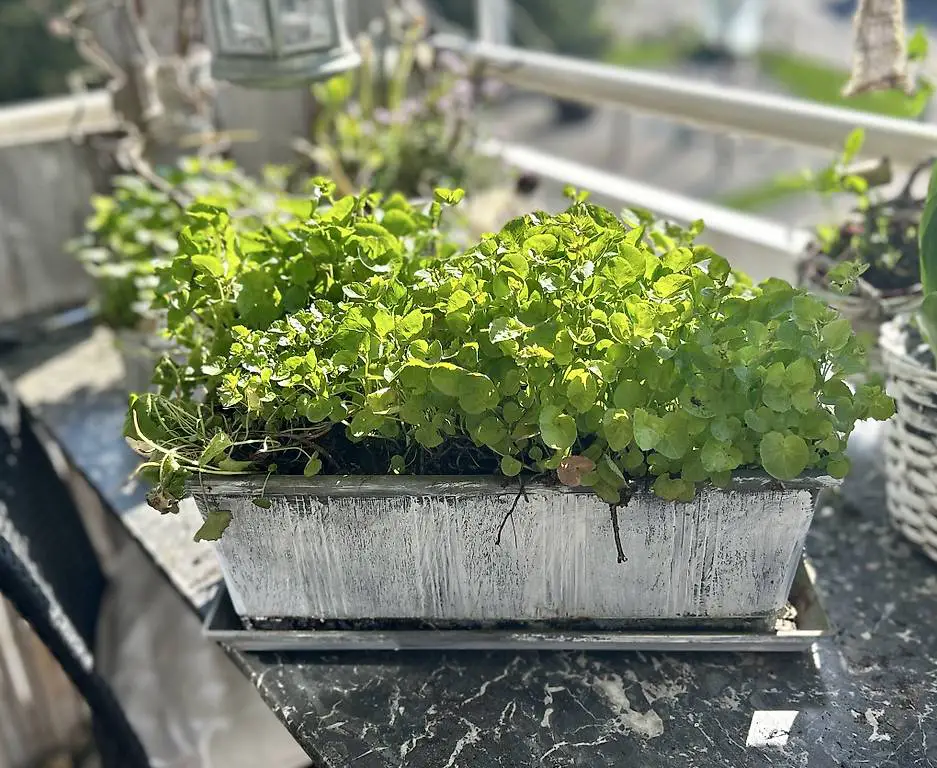 Glockenblumen im bBumenkistli