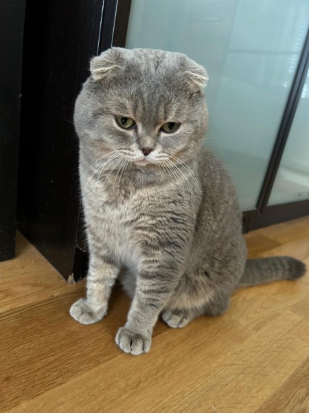 Deckkater/ chat reproducteur Artemis I. BKH/ Scottish Fold