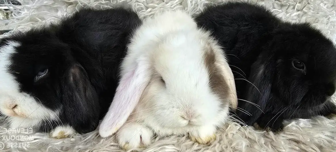 Reinrassige Minilop Zwergkaninchen Babys