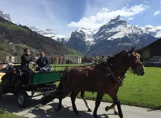 Kutscher/in oder Pferdepfleger/in gesucht