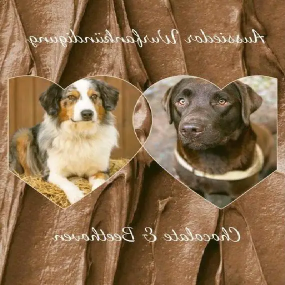 Wurfankündigung exklusiver Aussiedor Welpen