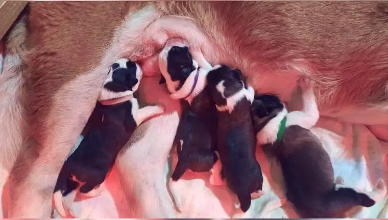 Reinrassige Bernhardiner Welpen