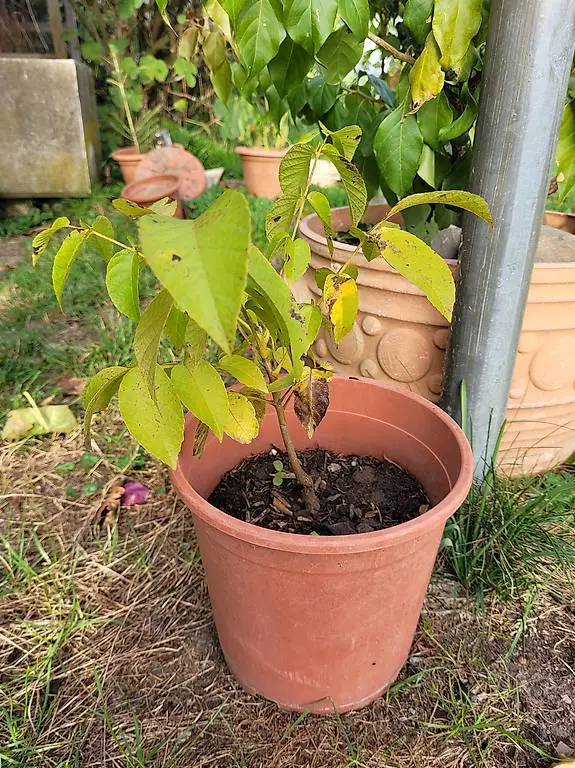 Nussbaum zum einpflanzen