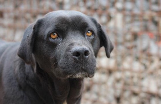 Labrador Mischlingshündin sucht liebevolles Zuhause