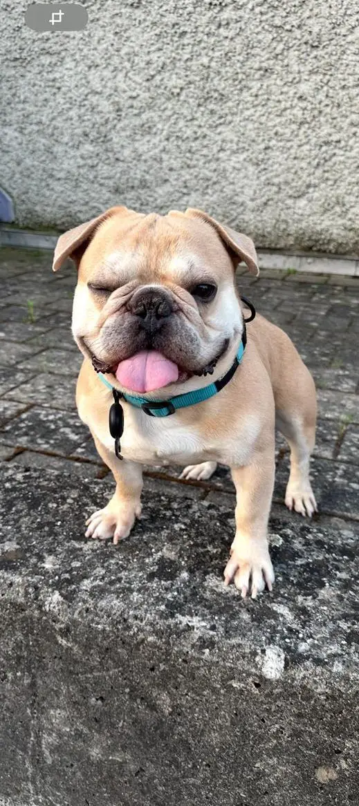Französische Bulldogge Rüde, 4-jährig