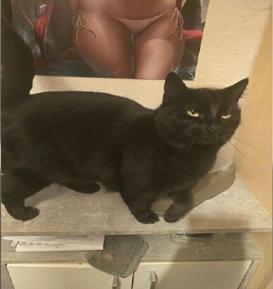 Türkische Angora Mix