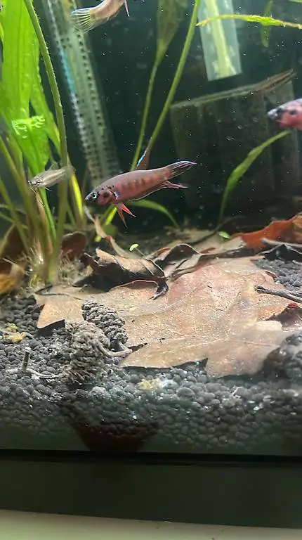 Betta Rubra (acer besar) Roter sumatra kampffisch