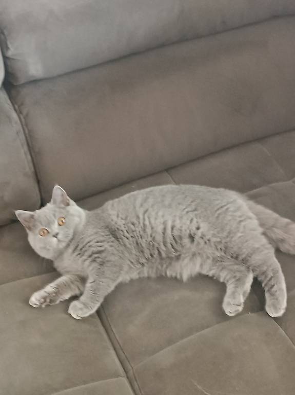 Britische BHL und BHK kurze Haare Junge und Mädchen