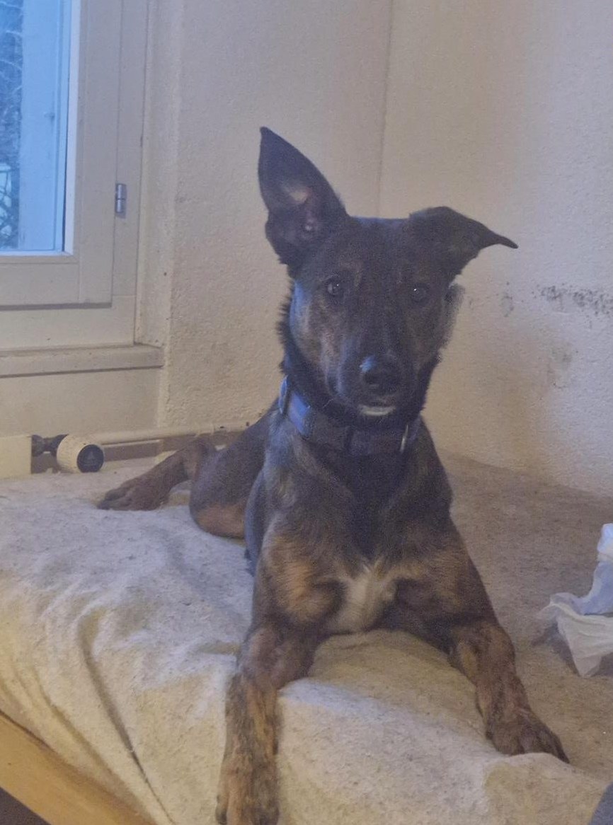 Mischlingsrüde Arthus sucht neues zuhause